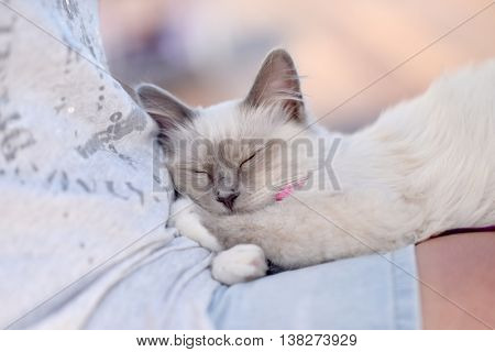 Cat relaxing on people lap