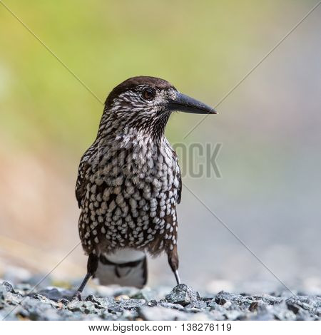 Portrait of spotted nutcracker bird (Nucifraga caryocatactes)