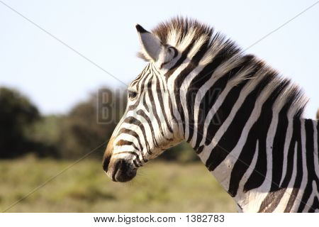 En Burchells Zebra