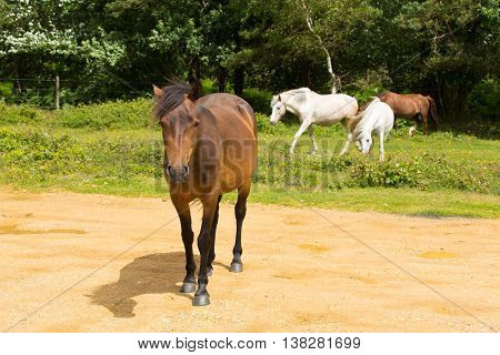 Wild ponies New Forest Hants England UK