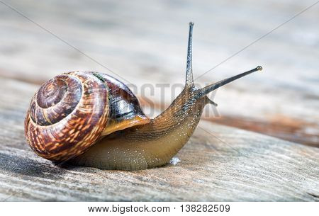 Small snail crawling on an old wooden surface