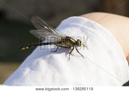 Dragonfly on hand insect with wings photo