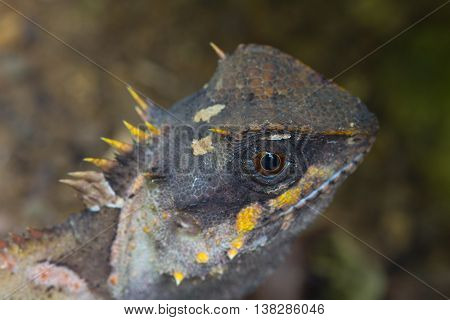 Masked Spiny Lizard Closeup