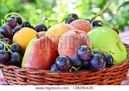 Fresh mixed fruit in an European orchard