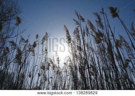 Reed stems with spikes growing in natural conditions
