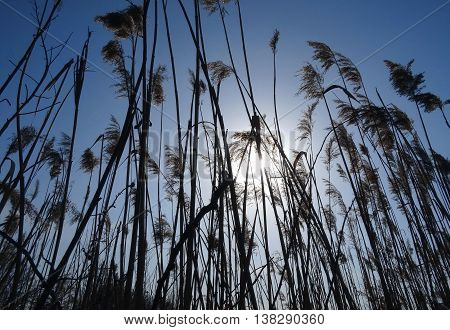 Reed grass at the morning under blue sky