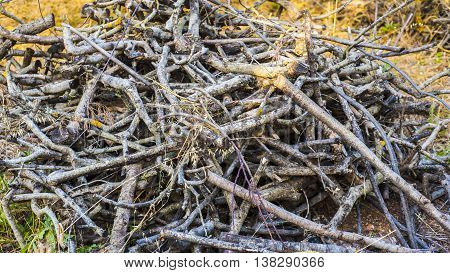 a pile of deadwood twings and trunks of small trees
