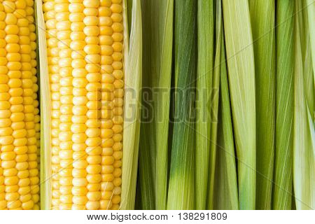 Ripe yellow corn grains on cob and green leaves. Closeup.