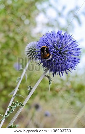 Bumblebee on wild flower (close up and selective focus)