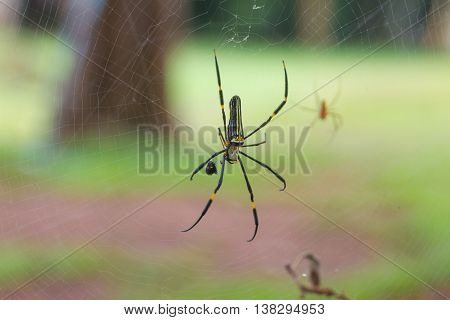 Golden Silk Orb Weaving Spider