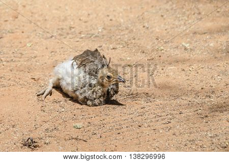 Downy young peachick with its fan-shaped crown just beginning to grow. Indian or blue peafowl chick shot in Solitair Namibia.