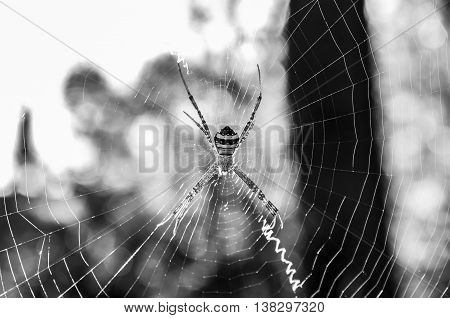 The B/W image of spider with webber