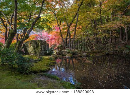Autunm Trees