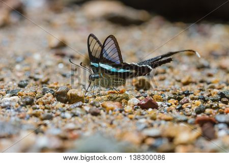 Butterfly, Green Dragontail,(lamproptera Meges)