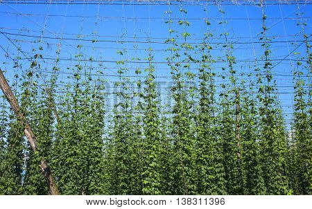 Growing hop crop on a industrialized scale.