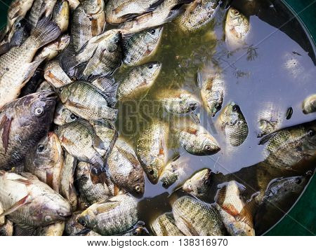 close up raw Oreochromis niloticus fish for cooking
