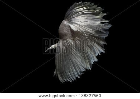The Siamese fighting fish (Betta splendens), also sometimes colloquially known as the Betta, is a species in the Gourami family which is popular as an aquarium fish.