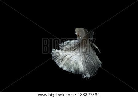The Siamese fighting fish (Betta splendens), also sometimes colloquially known as the Betta, is a species in the Gourami family which is popular as an aquarium fish.