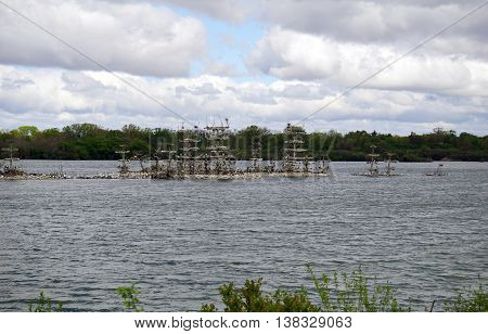 Double-crested cormorants (Phalacrocorax auritus) and great egrets (Ardea alba) nest together on nesting platforms on an island in the Lake Renwick Heron Rookery Nature Preserve in Plainfield, Illinois.