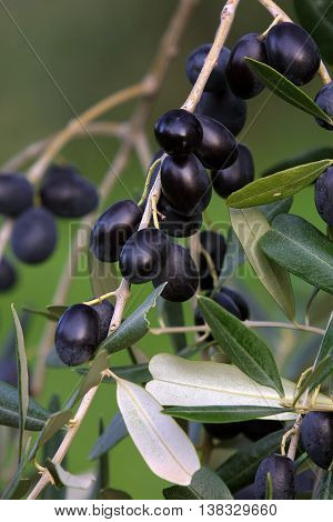 Bolgheri Tuscany olive harvest in Bolgheri ready to be taken to the mill to produce the famous extra virgin olive oil olio extra vergine di oliva