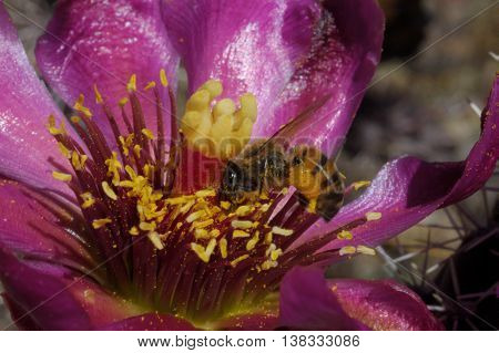 301 Cholla Bee Red
Bees Cholla Cactus Bloom

Bees Heavy With Pollen On The Red Blooming Flower Of Th