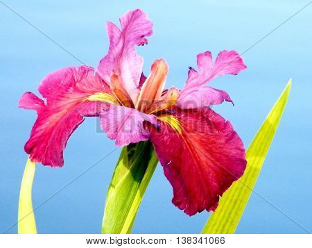 Red water iris flower isolated on a pond 