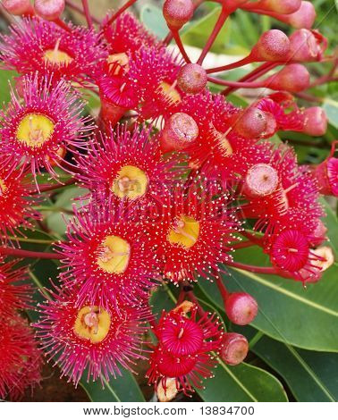 Eukalyptus Sommer rot Corymbia Australiana