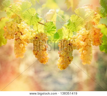 Rich harvest of grapes - Riesling wine grapes