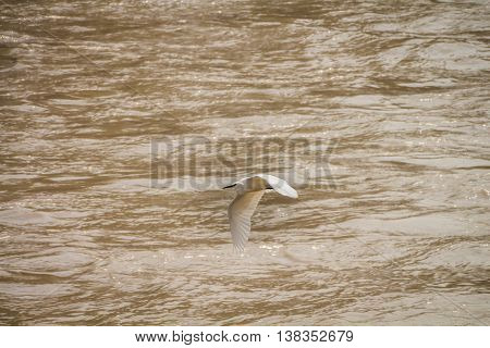 bird flying over a mountain of dirty river