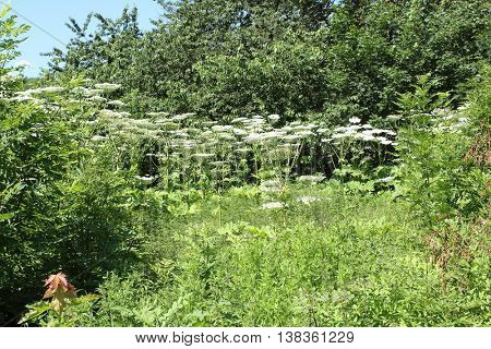 Heracleum sosnowskyi 