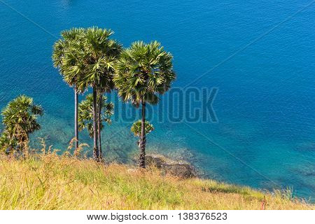 Sugar palm on island Phuket , Thailand
