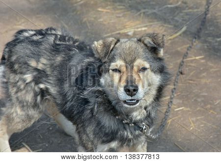 A close up of the small grey dog.
