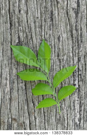 Fresh leaves on ole wood Like the difference between old.