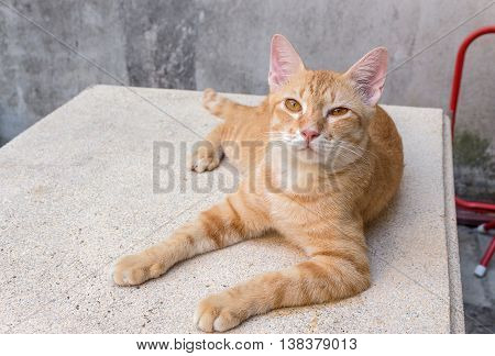 Orange cat lying  looking ahead, Portrait ginger  sleepy