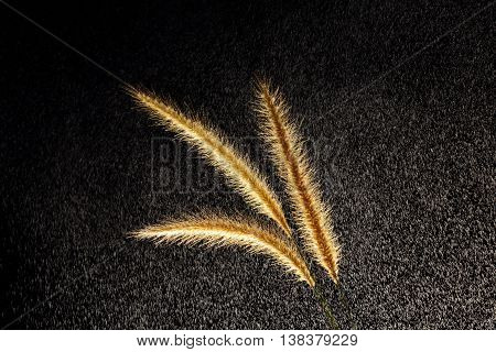 This photo was taken using a flash fire at the back of the grass. And spray water While shooting