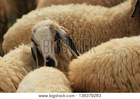 Sheep Farm in Ratchaburi Province of Thailand