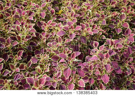 close up Solenostemon scutellaides plants in nature garden