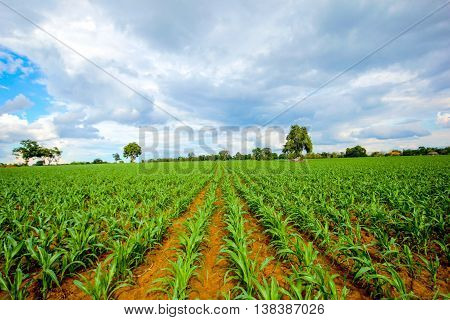 Large corn field with the sky and clouds.