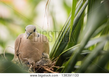 close up Dove bird sitting in the nest on a palm tree at thailand