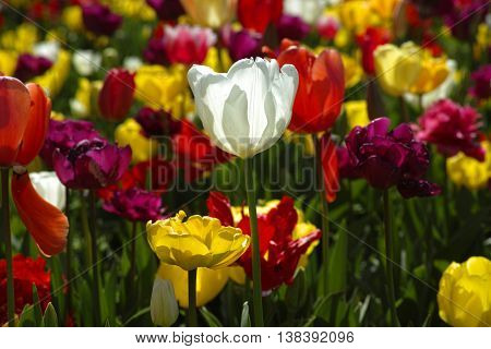 Colorful and Beautiful Tulips Flowers Close Up