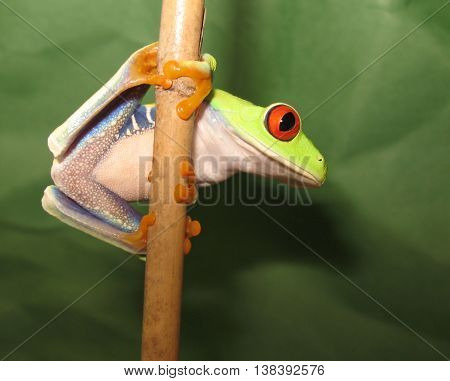 Red eye tree frog climbing on bamboo stick showing white belly and blue sides.