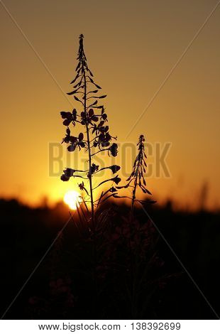 fireweed narrow-leaved Chamerion angustifelium bushes at sunset summer sun