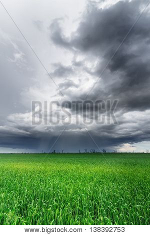 Clouds over a corn field / bright colorful picture ukraine field