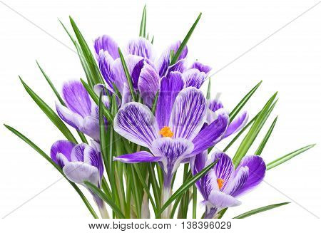 Purple cocuses, isolated on white background. Spring flowers.