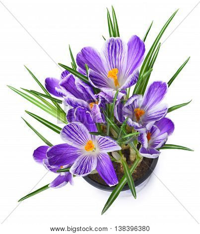 Purple cocuses, isolated on white background. Spring flowers.