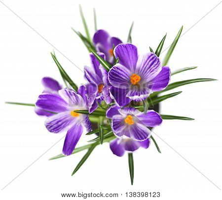 Purple cocuses, isolated on white background. Spring flowers.