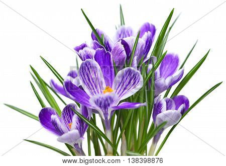 Purple cocuses, isolated on white background. Spring flowers.