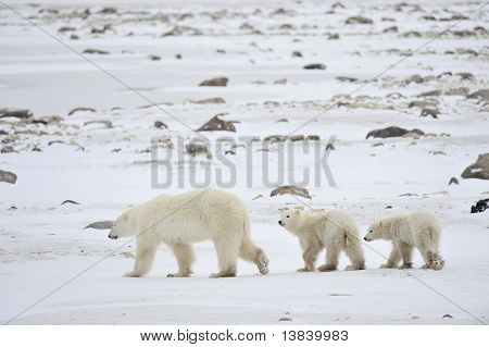 Polar sie ertragen Bärin mit jungen.