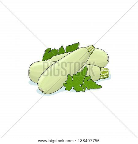 Zucchini Courgette Isolated on White Background ,Three Different Kinds Courgette, Vegetables Zucchini, Edible Fruit , Vector Illustration