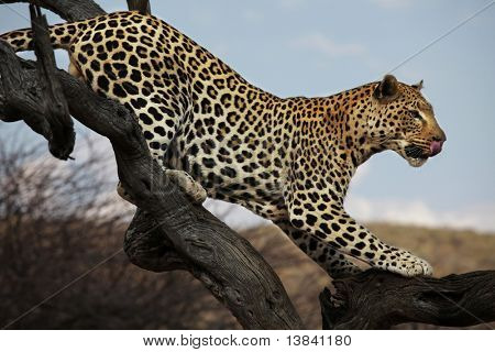 Leopard